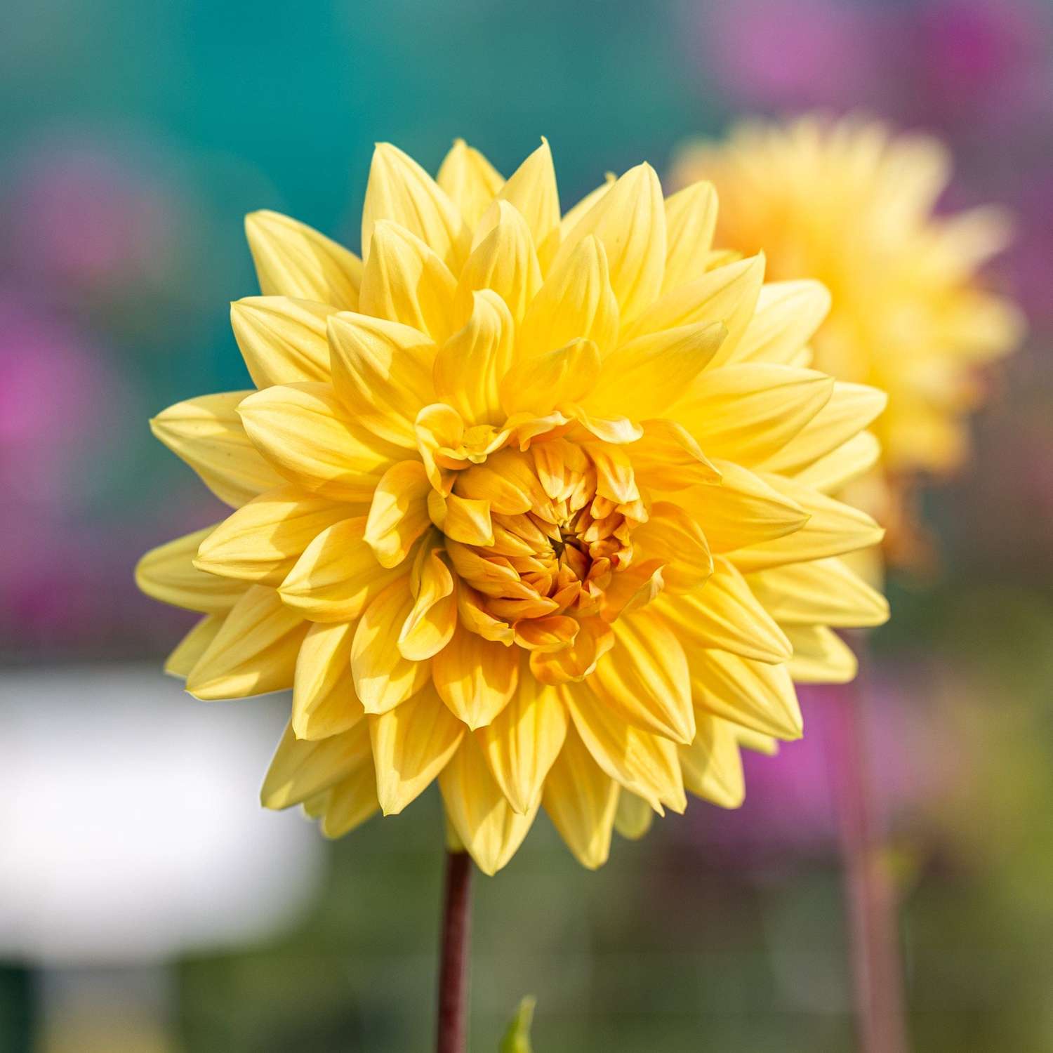 Dahlie 'Noordwijks Glorie'